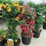 Verschiedene Großpflanzen für Ihre Terrasse