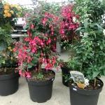 Verschiedene Großpflanzen für Ihre Terrasse